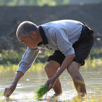 湖南新化：拟将紫鹊界梯田打造成农耕文明丰碑