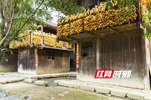 8月8日在东安县大庙口镇彭家村拍摄的秋收景象。(登峰)