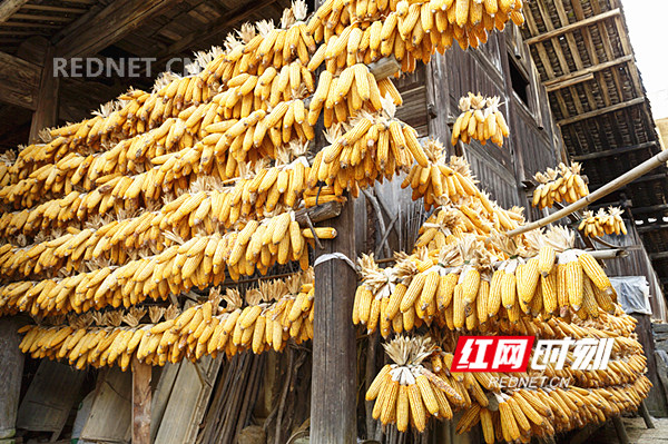 8月8日在东安县大庙口镇彭家村拍摄的秋收景象。(登峰)