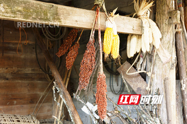 8月8日在东安县大庙口镇彭家村拍摄的秋收景象。(登峰)