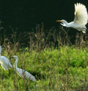 保靖：酉水湿地公园发现国家II级重点保护动物鸳鸯