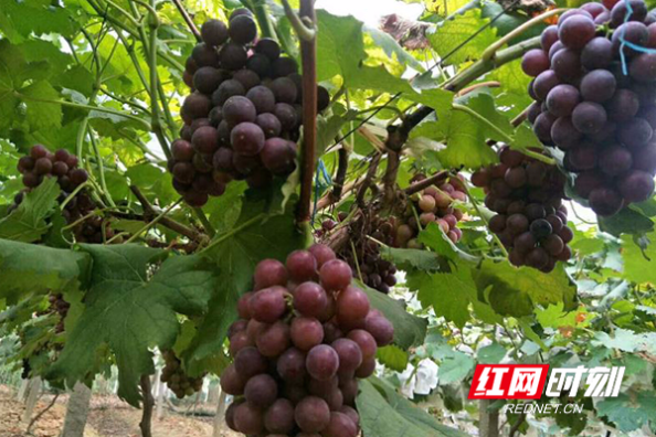 桃江：特色农业绿了浮邱山