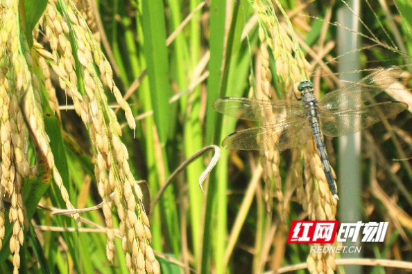 新邵百余名种粮大户现场观摩再生稻生产基地