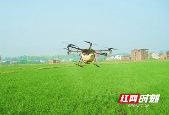 新邵陈家坊镇：无人飞机为水稻喷药治虫
