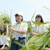 澳门青年做客安江农校纪念园，体验稻作文化感受隆平精神