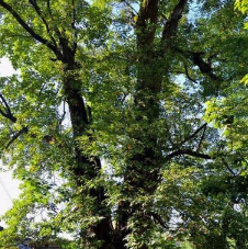 寻找“湘西树王”活动反响强烈 收到作品近1000幅