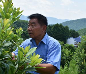 移民好人家⑨|马背驼出千亩杨梅林 七旬移民的不老梦想