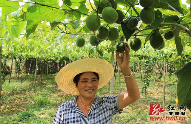 唐凤香，大庆坪乡芬香村4组贫困户，2017年种植了6亩罗汉果，养殖了8头大庆坪土猪，通过大庆坪特产公司收购销售，一年收入约在4万元左右。（陈斌 摄）