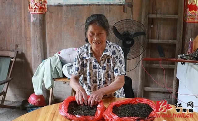 邓花秀，邮亭圩镇大木源村村民，依靠采摘野生茶叶和养殖山羊，2015年成功脱贫。“随着村里的野生茶品牌越来越响，游客越来越多，我们的收入也越来越高，干劲更足了。”（盘鑫 摄）