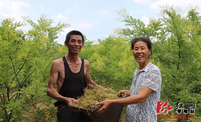 周军夫妇，梳子铺镇鹿鸣塘村26组贫困户，53岁村民周军和妻子在驻村扶贫干部的带领下种植中药材，2017年与时代阳光药业有限公司合作，实行公司加农户的模式，种了8亩紫苏，4亩黄杞，3亩槐米。时代阳光药业公司提供种苗和技术指导以及保底收购，周军一家去年靠种药材收入在5万左右。“趁我们还做得，把药材种好，多赚些钱把房子搞好，好给儿子讨个老婆！”脱贫后的周军夫妇笑得很开心。（杨坤 摄）