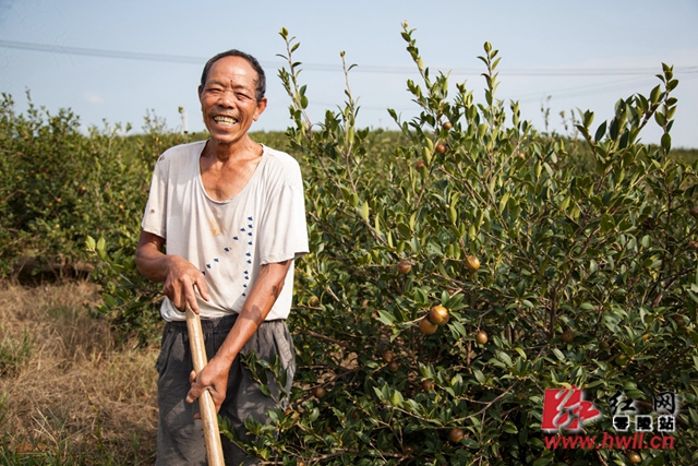 周隆国，石山脚乡和谐村三组贫困户，2016年利用20多亩山地入股天惠油茶开发有限公司，农闲时节还可以在天惠油茶公司打短工，除草、嫁接、中耕、采摘、施肥等，一年下来总收入约4万余元。天惠油茶开发有限公司招收周边村78户贫困户以土地流转入股，每年该公司以全年纯收入的15%给贫困户分红，同时让贫困户在公司务工赚钱。（陈斌 摄）
