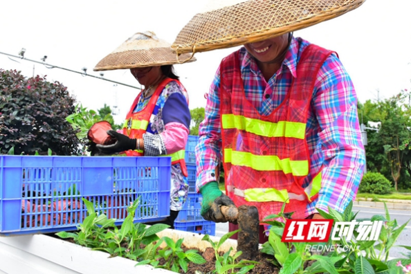 邵阳园林绿化处：城区绿化“穿新衣” 为省运会召开增添靓丽风景