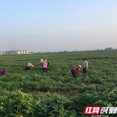 大通湖区：兄弟合力种药材，成了致富“香饽饽”