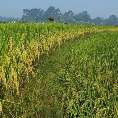 中晚稻进入关键期，益阳沅江科学部署病虫防控