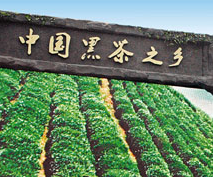 备战黑茶文化节 | 做好各类动态宣传 营造良好氛围