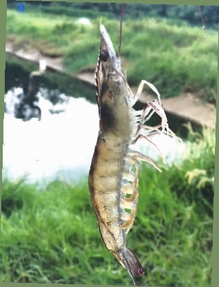 res03_attpic_brief3.jpg res03_attpic_brief3.jpg