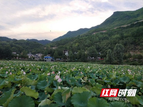 盛夏时节，池塘内莲花朵朵开。.jpg