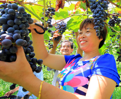 龙山:残疾夫妇山中办家庭农场 带领村民走上致富路