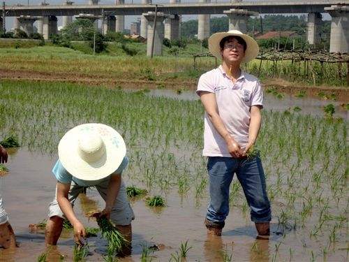 那时插田，是由县革委会统一指挥，规定五月一日全县都要开秧田门，全县各地就必须开始扯秧插田。那时不管你们的秧有多高，哪怕只有寸多高，为了领导的旨意，也要扯。