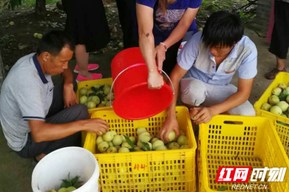 尝尝村民的‘脱贫果’ 蒸湘区贫困户种桃喜获大丰收