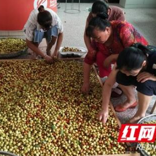 桃江龙山湾村：中秋脆枣甜 500多亩枣园结硕果 