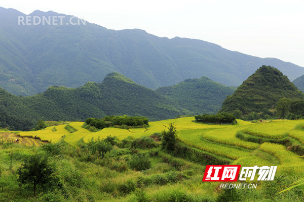 2018年9月5日，金秋时节，湖南省东安县舜皇山塘家梯田的稻谷成熟，层层梯田若级级金阶，块块稻田似金砖镶地，优美的线条，迷人的色彩，像上帝打翻的调色板，宛如画卷，美不胜收。（唐明登）