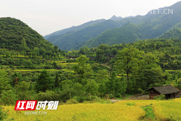 2018年9月5日，金秋时节，湖南省东安县舜皇山塘家梯田的稻谷成熟，层层梯田若级级金阶，块块稻田似金砖镶地，优美的线条，迷人的色彩，像上帝打翻的调色板，宛如画卷，美不胜收。（唐明登）