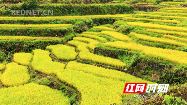 2018年9月5日，金秋时节，湖南省东安县舜皇山塘家梯田的稻谷成熟，层层梯田若级级金阶，块块稻田似金砖镶地，优美的线条，迷人的色彩，像上帝打翻的调色板，宛如画卷，美不胜收。（唐明登）