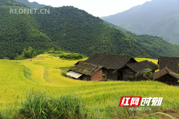 2018年9月5日，金秋时节，湖南省东安县舜皇山塘家梯田的稻谷成熟，层层梯田若级级金阶，块块稻田似金砖镶地，优美的线条，迷人的色彩，像上帝打翻的调色板，宛如画卷，美不胜收。（唐明登）