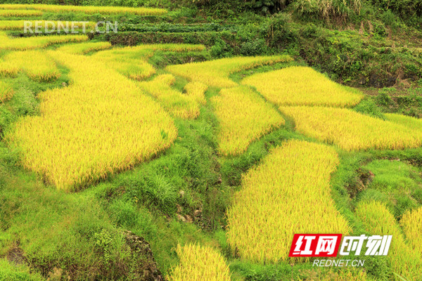 2018年9月5日，金秋时节，湖南省东安县舜皇山塘家梯田的稻谷成熟，层层梯田若级级金阶，块块稻田似金砖镶地，优美的线条，迷人的色彩，像上帝打翻的调色板，宛如画卷，美不胜收。（唐明登）