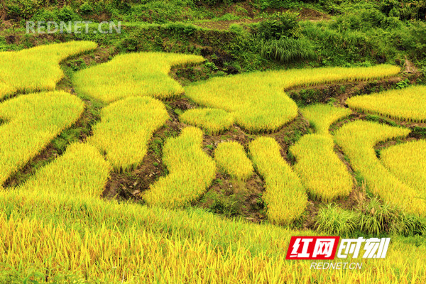 2018年9月5日，金秋时节，湖南省东安县舜皇山塘家梯田的稻谷成熟，层层梯田若级级金阶，块块稻田似金砖镶地，优美的线条，迷人的色彩，像上帝打翻的调色板，宛如画卷，美不胜收。（唐明登）