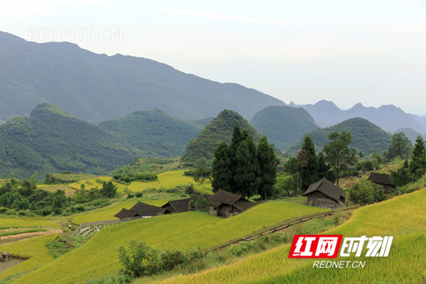 2018年9月5日，金秋时节，湖南省东安县舜皇山塘家梯田的稻谷成熟，层层梯田若级级金阶，块块稻田似金砖镶地，优美的线条，迷人的色彩，像上帝打翻的调色板，宛如画卷，美不胜收。（唐明登）