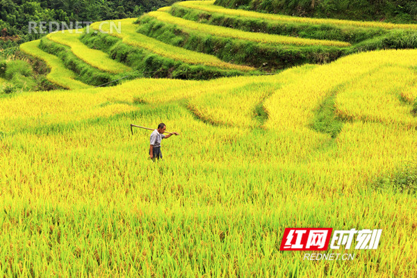2018年9月5日，金秋时节，湖南省东安县舜皇山塘家梯田的稻谷成熟，层层梯田若级级金阶，块块稻田似金砖镶地，优美的线条，迷人的色彩，像上帝打翻的调色板，宛如画卷，美不胜收。（唐明登）