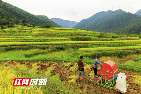 稻谷熟了。9月5日，湖南省东安县塘家梯田一片金黄，农民正在抢收稻谷，确保颗粒归仓。（唐明登）