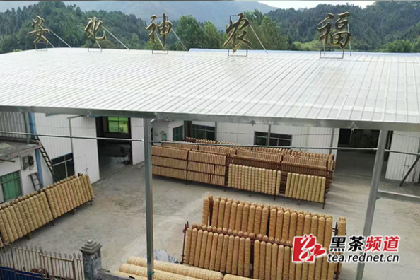 【黑茶文化节名优茶企展】安化县神农福茶业：坚守地道 用心制茶