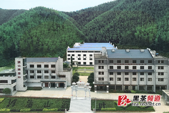 【黑茶文化节名优茶企展】安化清山源茶叶：传承古方制好茶