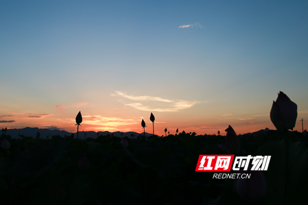 舜水田园，夕晖荷影，落日余晖映衬出荷花婷婷身姿。