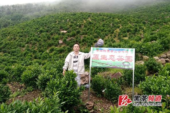 【黑茶文化节名优茶企展】安化升辉种养合作社:种养结合富乡邻