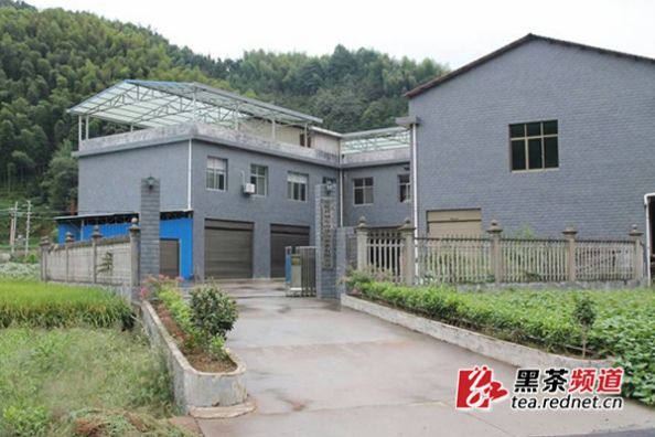 【黑茶文化节名优茶企展】安化旭东南华山茶业：茶旅药结合谋振兴