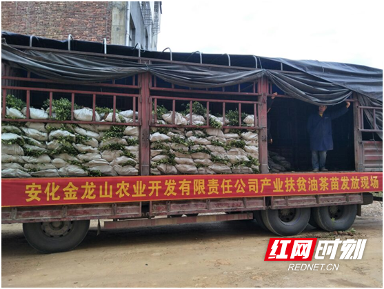 产业扶贫油茶苗发放现场。.marked.png