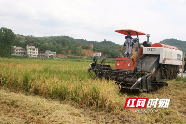 湖南省科技示范户抢抓天时忙秋收