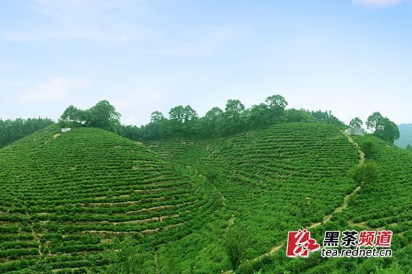 【黑茶文化节名优茶企展】安化仙山茶叶:遵古训 循古法