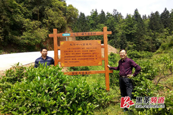 【黑茶文化节名优茶企展】安化友信茶厂：恪守古训制好茶