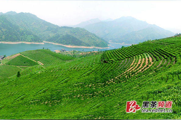 【黑茶文化节名优茶企展】安化道然茶业：打造生态黑茶产业链