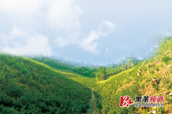 【黑茶文化节名优茶企展】安化亦神芙蓉茶业：以精立业 以质取胜