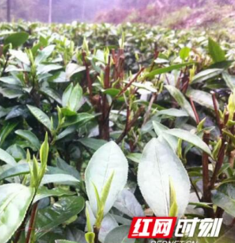 茶味悠扬久弥香 安化“茶仙子”携乡民稳稳踏上致富路