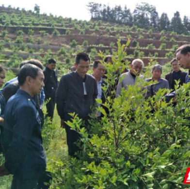 安化荒山种下摇钱树 5年结出脱贫“金果果”