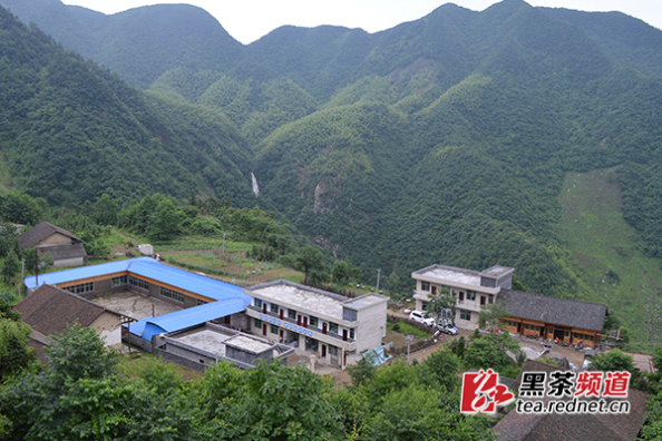 【黑茶文化节名优茶企展】安化安蓉茶业：循序渐进 打造一流品牌