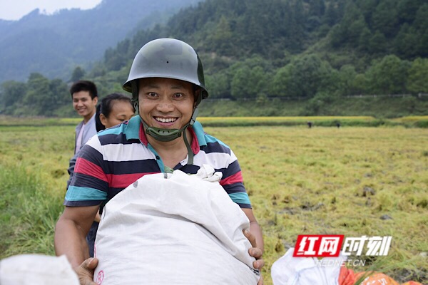 来自四川乐山的东风村女婿周坚熊帮着村民搬送稻谷，忙得不亦乐乎。