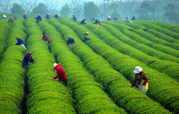 十月茶园培管